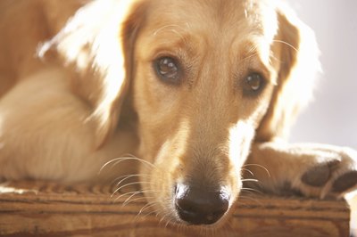 Chris Amaral/Digital Vision/Getty Images Glomerulonephritis is considered a leading cause of kidney failure in dogs.