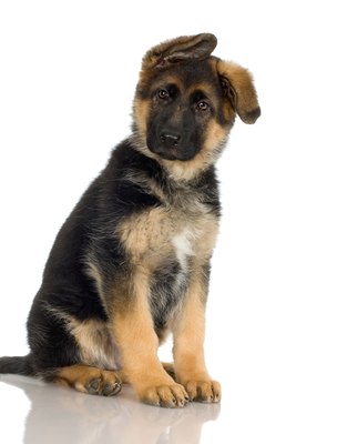 Jupiterimages/Photos.com/Getty Images Your puppy needs to understand that you are the "top dog."