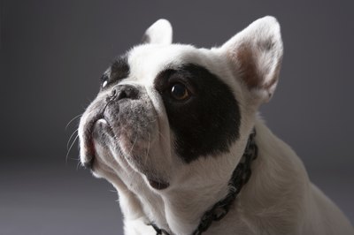 Chris Amaral/Digital Vision/Getty Images Bulldogs have undershot jaws due to breeding, medical conditions and the history of the dog.