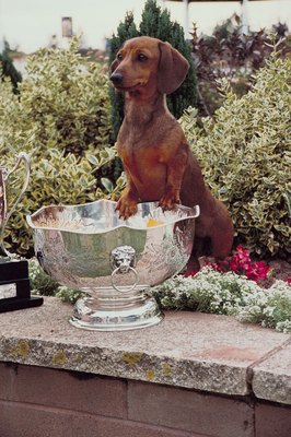 Jupiterimages/Photos.com/Getty Images Dachshunds come in a variety of hair lengths, colors and patterns.