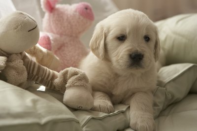 Chris Amaral/Digital Vision/Getty Images Puppies with umbilical or inguinal hernias shouldn't be bred, as these defects often have a genetic basis.