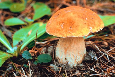 Jupiterimages/Photos.com/Getty Images Wild toadstools can be extremely dangerous to dogs.