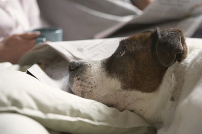 Chris Amaral/Digital Vision/Getty Images No matter how much he begs, keep your coffee to yourself.
