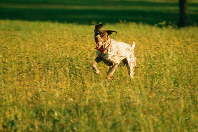 Jupiterimages/Photos.com/Getty Images Dogs who know to come when called can more safely run off-leash.