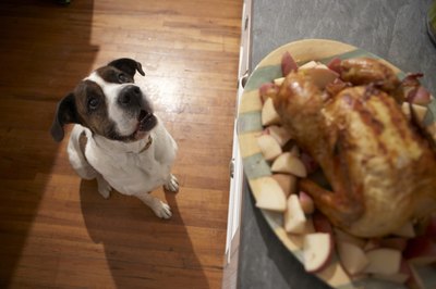 The AAFCO Definition of Chicken Meal in Dog Food 25% | Dog Care - The