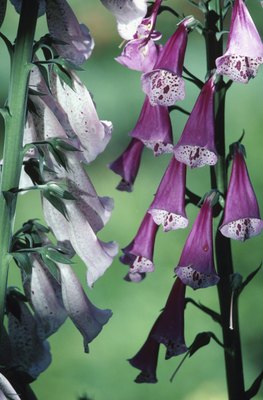 Hemera Technologies/AbleStock.com/Getty Images All parts of the foxglove are poisonous.