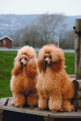 Jupiterimages/Photos.com/Getty Images Poodles are one breed often affected with GME.