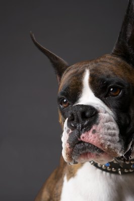Chris Amaral/Digital Vision/Getty Images Boxers are prone to various skin conditions.