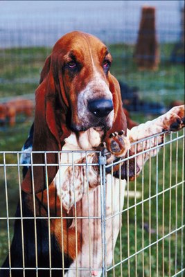 Jupiterimages/Photos.com/Getty Images Glaucoma can be prevalent in basset hounds.