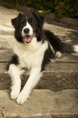 Steve Baccon/Digital Vision/Getty Images A change in your dog's diet may be the reason for his excessive shedding.