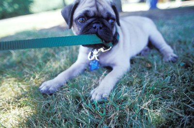 Ingram Publishing/Ingram Publishing/Getty Images If your dog keeps biting herself, she needs to get checked out.