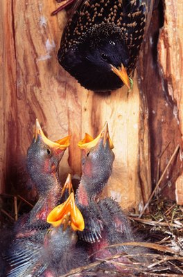 John Foxx/Stockbyte/Getty Images With few natural predators and no easy way to control their population, starlings have become bird bullies.