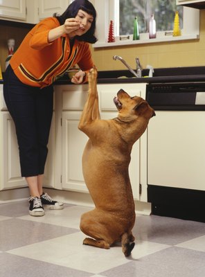 Ryan McVay/Photodisc/Getty Images Make them right and he'll do tricks for a truffle treat.