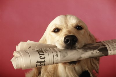 David De Lossy/Photodisc/Getty Images A pile of old newspapers is a classic indoor pooch potty.