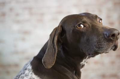 Image Source/Photodisc/Getty Images Lupoid dermatosis is a potentially fatal condition that specifically affects German shorthaired pointers.
