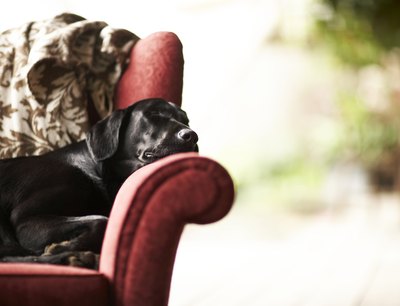 Thomas Northcut/Photodisc/Getty Images Anafranil can help your pup chill out in those stressful situations.