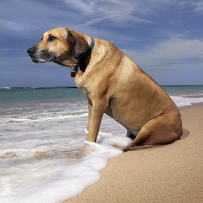 Thinkstock/Comstock/Getty Images Plan in advance to get your dog to you in five or fewer days in Hawaii.
