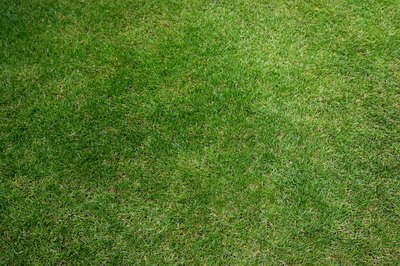 Michael Blann/Digital Vision/Getty Images Dog owners must be cautious when using chemicals to treat a lawn.