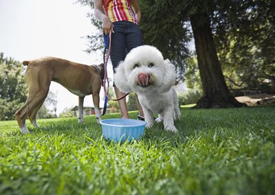 Brand X Pictures/Brand X Pictures/Getty Images Shihpoos and Shichons are two dog breeds that can be difficult to tell apart.