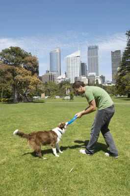 Kane Skennar/Digital Vision/Getty Images Brushing your dog every day when he is shedding can reduce hairballs.