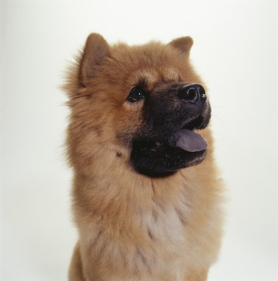 Duncan Smith/Photodisc/Getty Images Chow chows grow to moderate size.