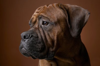 Chris Amaral/Photodisc/Getty Images Boxers are predisposed to mast cell tumors.