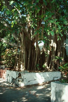 Photos.com/Photos.com/Getty Images Ficus plants, including fig trees, can be very toxic if your dog consumes it.