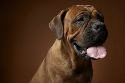 Chris Amaral/Digital Vision/Getty Images Compulsive licking often is a sign of anxiety.