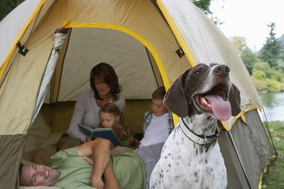 Noel Hendrickson/Photodisc/Getty Images German shorthaired pointers quickly become members of the family.