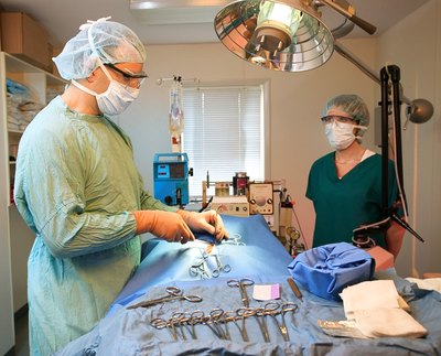 Thinkstock/Stockbyte/Getty Images The routine spay surgery yields a short recovery and long-term benefits.
