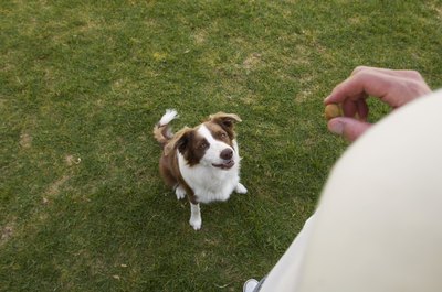 Kane Skennar/Photodisc/Getty Images Use small treats during training to help motivate your dog.