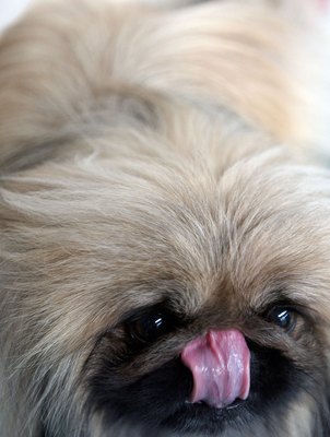 Stephen Chernin/Getty Images News/Getty Images Repetitive licking can cause a dog to injure himself.