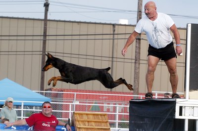 Mario Tama/Getty Images News/Getty Images The happy Doberman Pinscher pursues challenging hobbies.