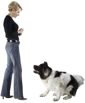 Photos.com/PhotoObjects.net/Getty Images Start teaching "down" with your dog in the "sit" position.
