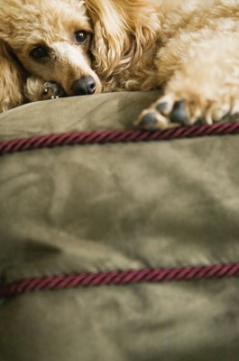 Brand X Pictures/Brand X Pictures/Getty Images A stressed dog may retreat to solitude.