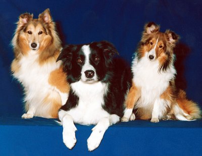 Jupiterimages/Photos.com/Getty Images Shetland sheepdogs and border collies have heavy undercoats.