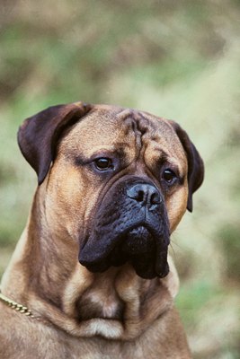 Jupiterimages/Photos.com/Getty Images The foundation breeding for bullmastiffs was 60 percent mastiff and 40 percent bulldog.