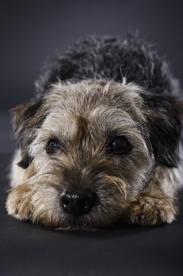 Apple Tree House/Lifesize/Getty Images Border terriers are among many dog breeds with a wire-hair coat.