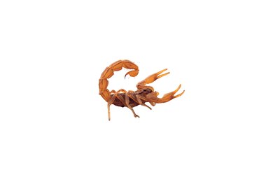 Comstock/Comstock/Getty Images Scorpion stings are not usually fatal to dogs.