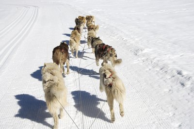Thinkstock/Comstock/Getty Images Sled dogs work hard.
