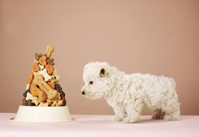 Martin Poole/Digital Vision/Getty Images Every puppy has to transition some day.