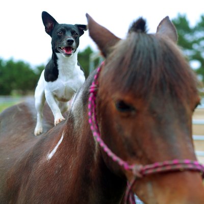 Brand X Pictures/Brand X Pictures/Getty Images Even love between canines and equines isn't always logical.