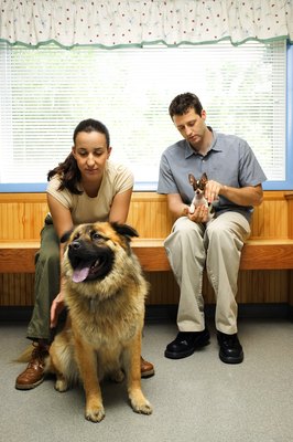 Thinkstock/Stockbyte/Getty Images Staph infections can affect any breed.