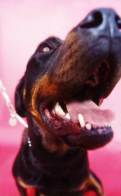 George Doyle/Stockbyte/Getty Images Dental hygiene helps minimize that infamous doggy breath.