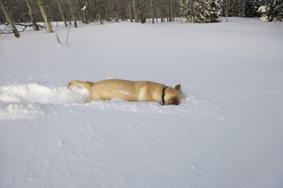 Jupiterimages/Comstock/Getty Images Your dog may be burrowing his way out of the snow.