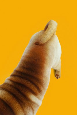 George Doyle/Stockbyte/Getty Images Some tails have a limited ability to express feelings.