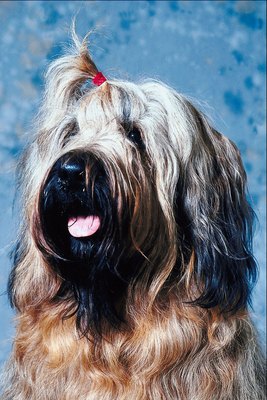 Jupiterimages/Photos.com/Getty Images This Briard has the full, thick beard common in the breed.