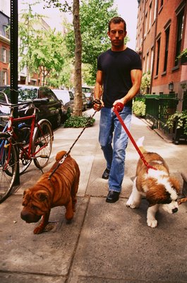 Creatas/Creatas/Getty Images When introducing a new dog to your existing one, take it slow.