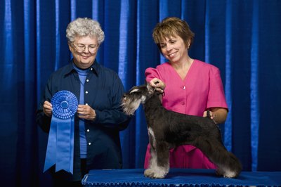 Apple Tree House/Lifesize/Getty Images Training for conformation showing can help your dog win the ribbon.