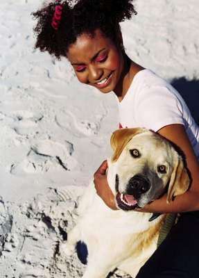 Stockbyte/Stockbyte/Getty Images Pregnant labradors can still participate in some favorite activities.